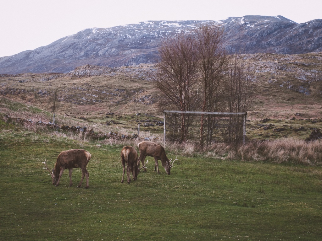 Inchna 8