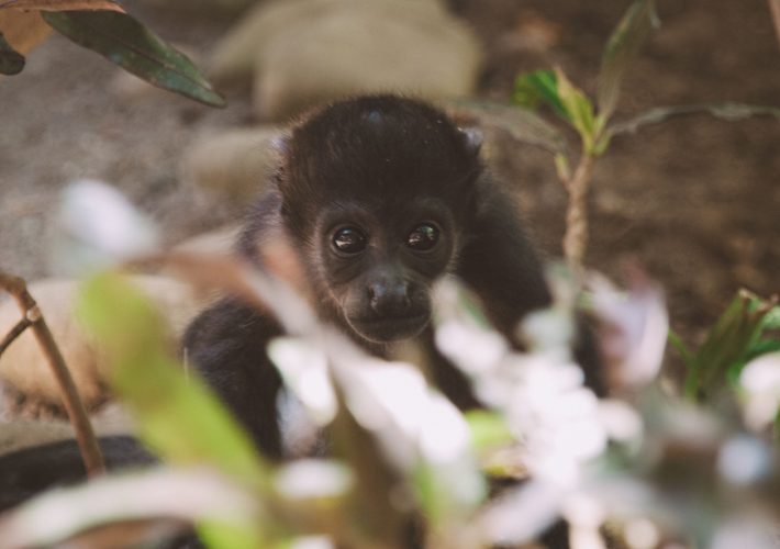 Ein Brüllaffenbaby im Jaguar Rescue Center in Costa Rica