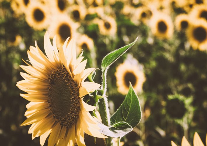 Sonnenblumen in der Toskana