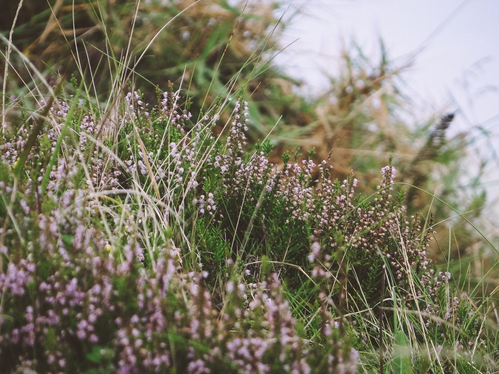 Blühende Heide auf der Azoren Insel Sao Miguel