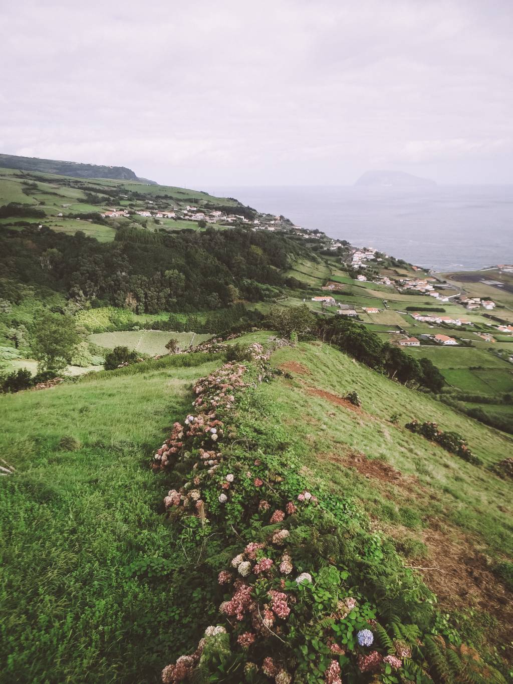 Blühende Hortensien und Blick auf den Atlantik auf der Azoren Insel Flores