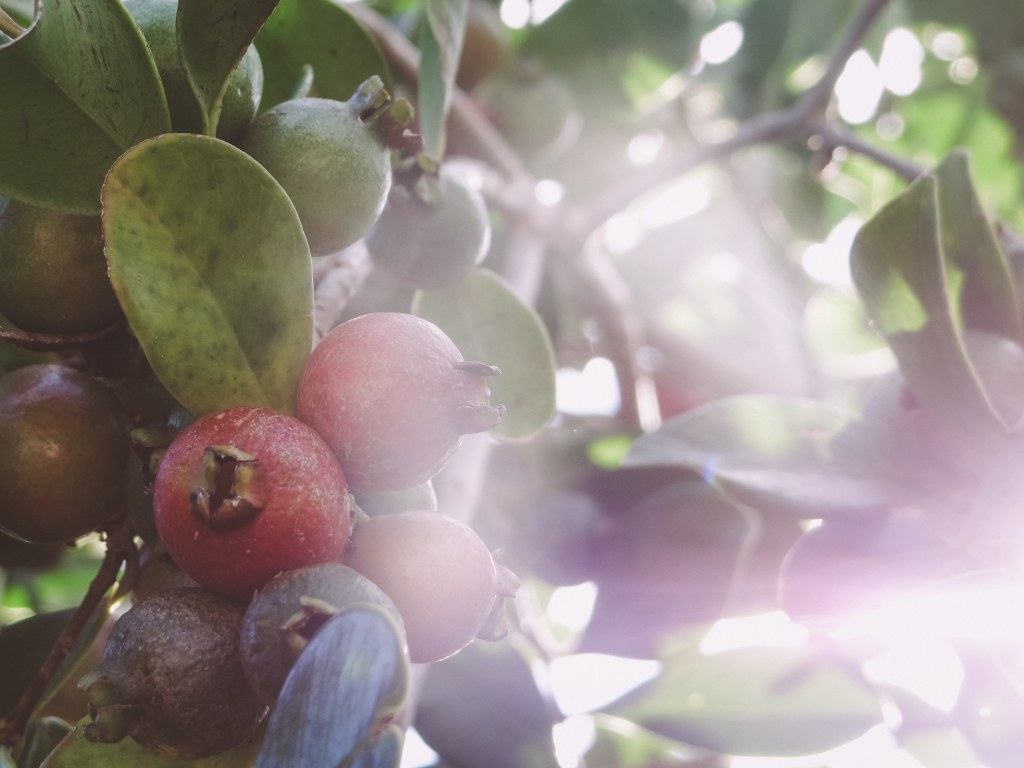 Die Frucht Arcas auf den Azoren