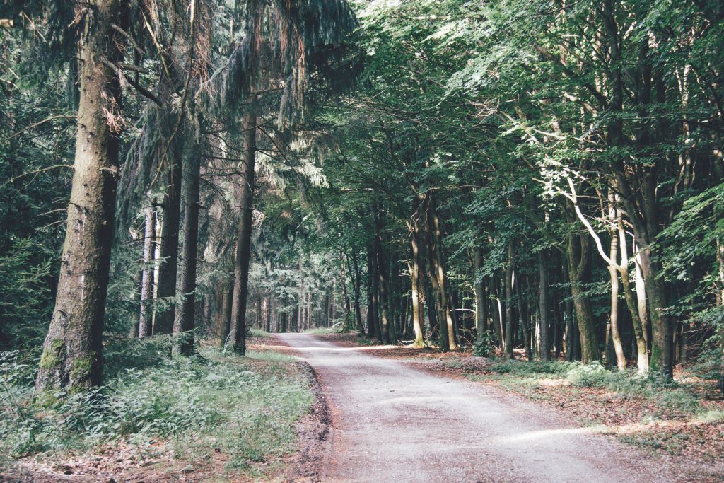 Binger Wald