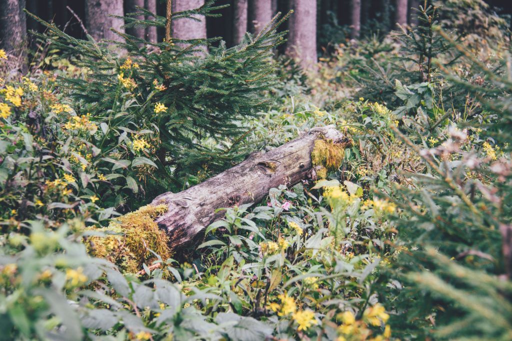 Waldwanderung im Schwarzwald im Herbst