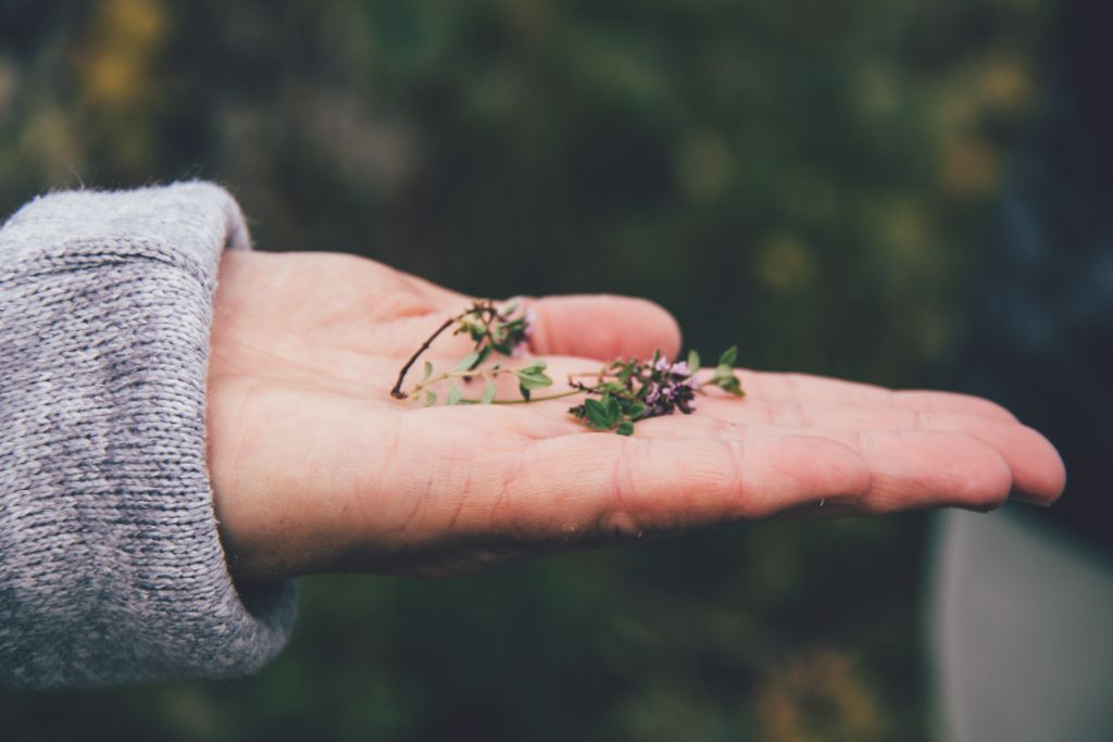 Kleine Kräuterkunde