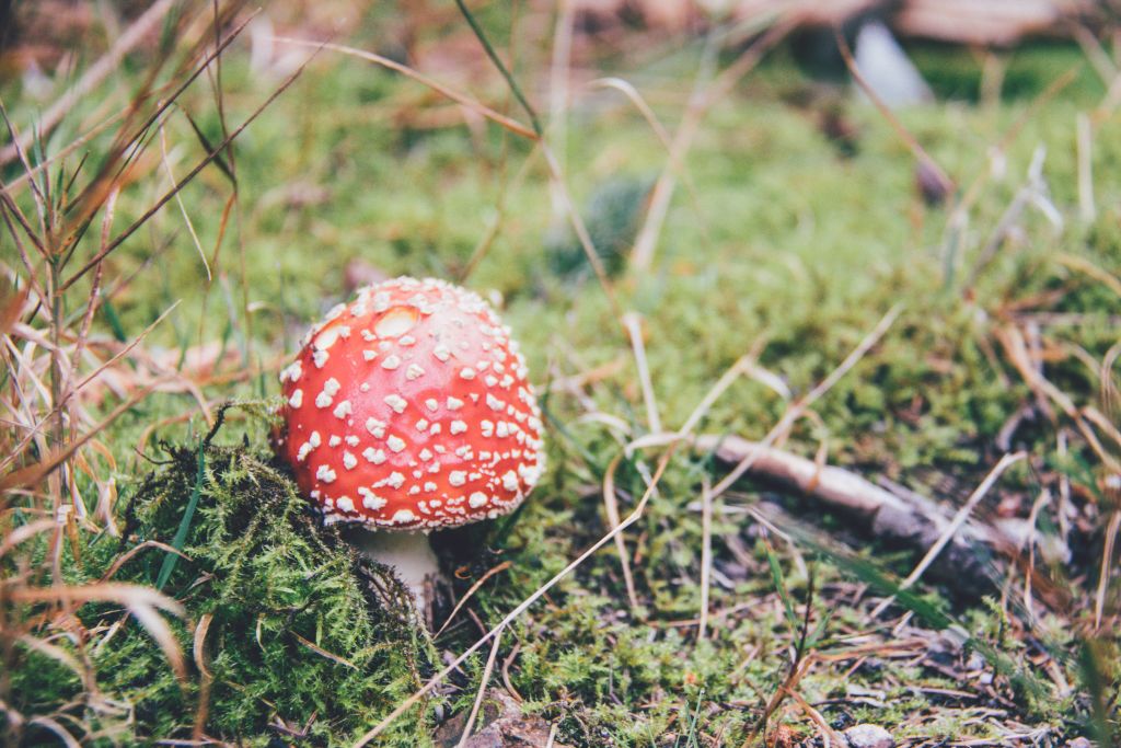 Pilz im Wald