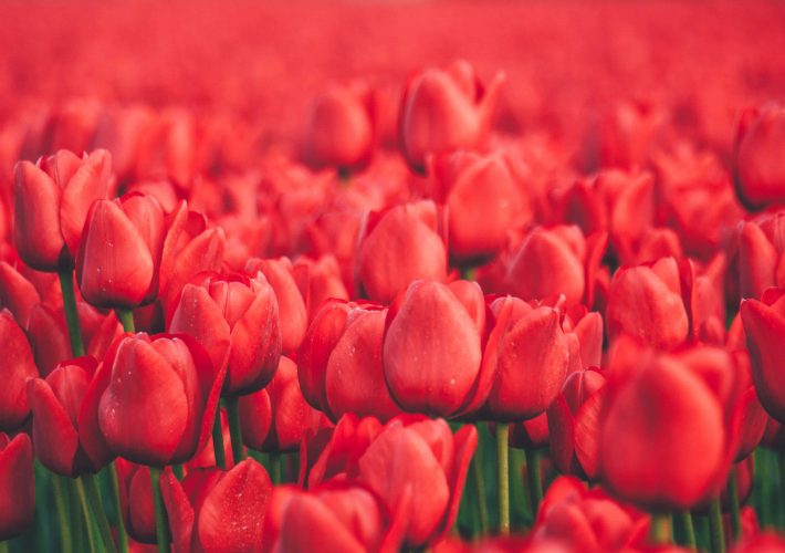 rote Tulpen auf Texel in Holland