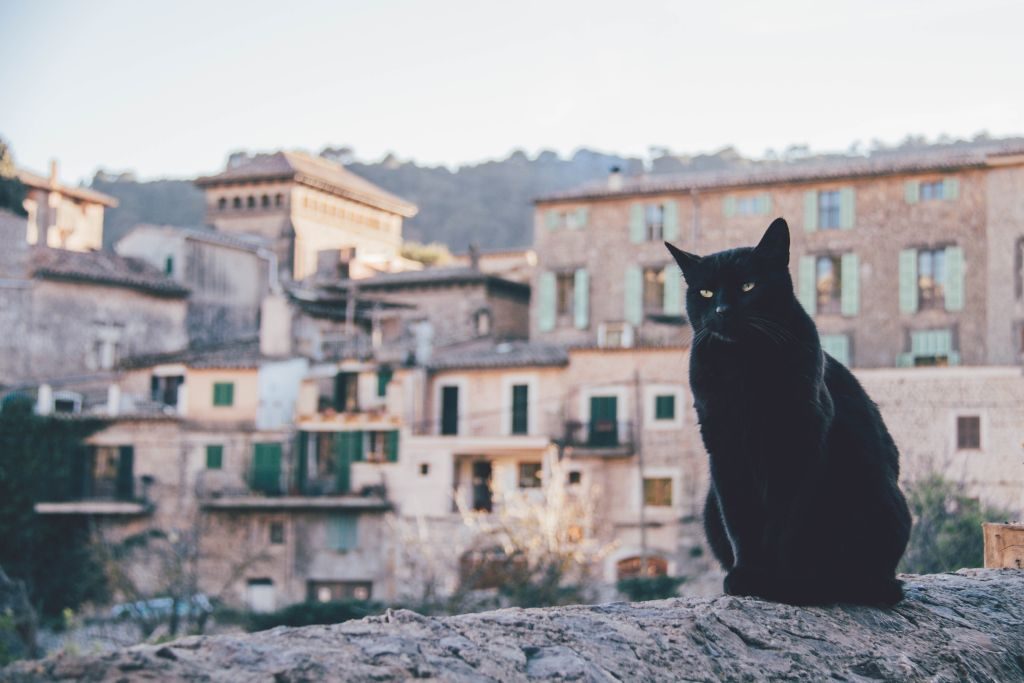 Katze in Valldemossa Mallorca