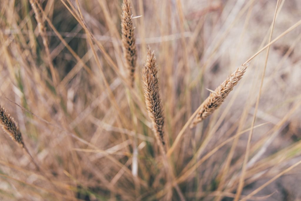 Natur auf Usedom