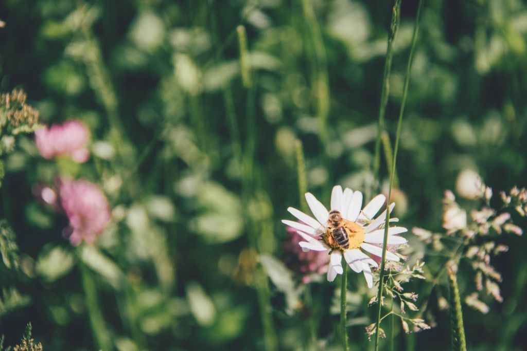 Biene auf Blume
