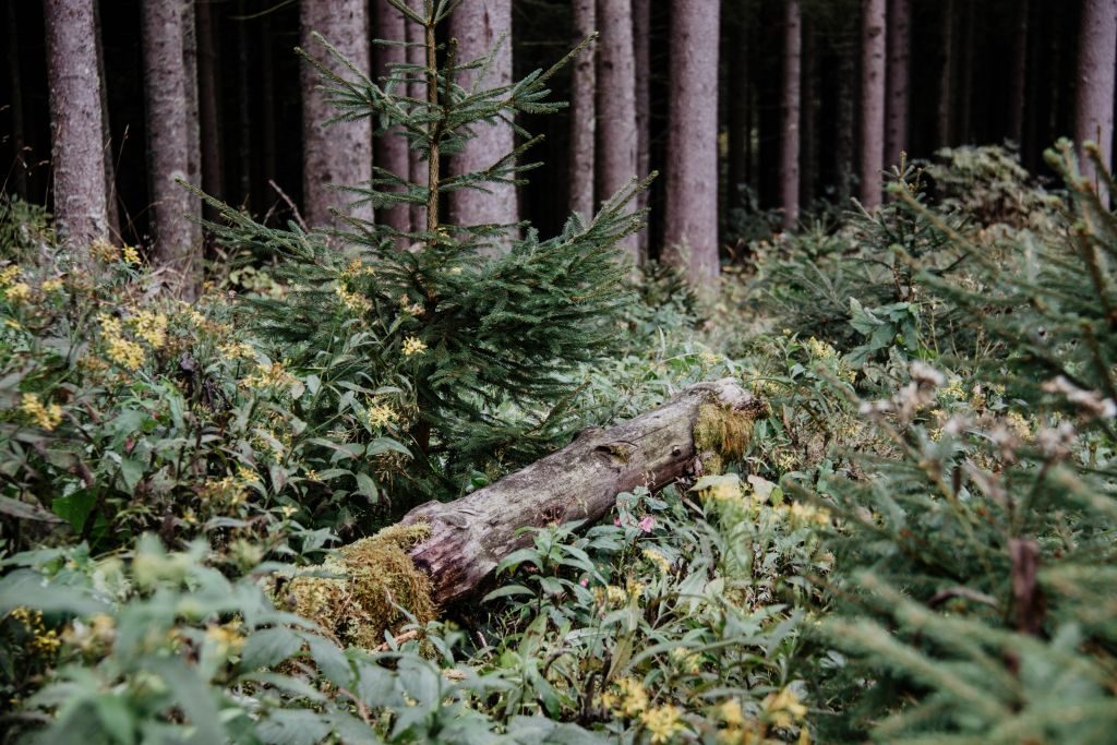 Urlaub 2020 Schwarzwald