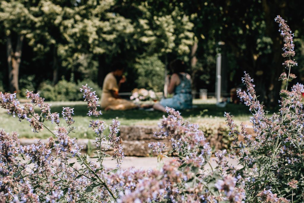 Picknick im Rosengarten in Mainz